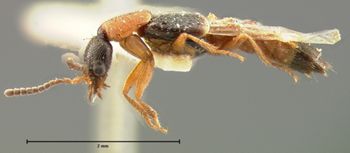 Media type: image;   Entomology 6284 Aspect: habitus lateral view